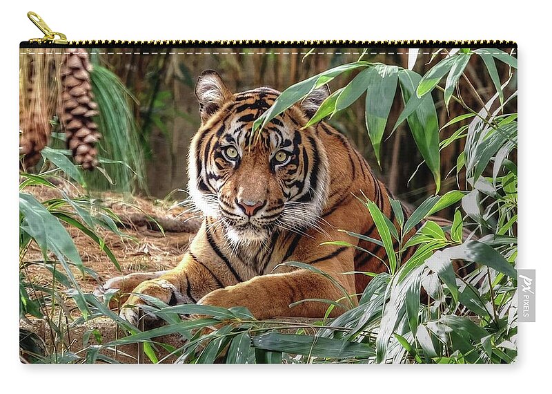 Tiger Zip Pouch featuring the photograph Tiger Beauty by Ronda Ryan