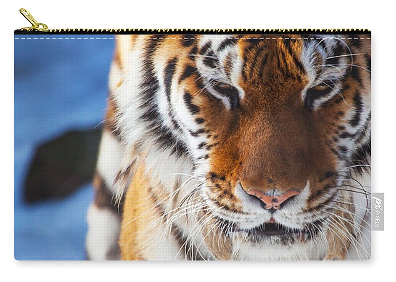 Tiger Strut Zip Pouch featuring the photograph Tiger Strut by Karol Livote