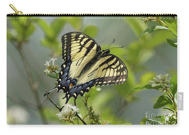 Tiger Swallowtail Butterfly Zip Pouch featuring the photograph Tiger Swallowtail Butterfly in the Privet 2 by Robert E Alter Reflections of Infinity