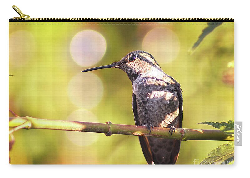 Hummingbird Zip Pouch featuring the photograph Tiny Bird Upon a Branch by Debby Pueschel