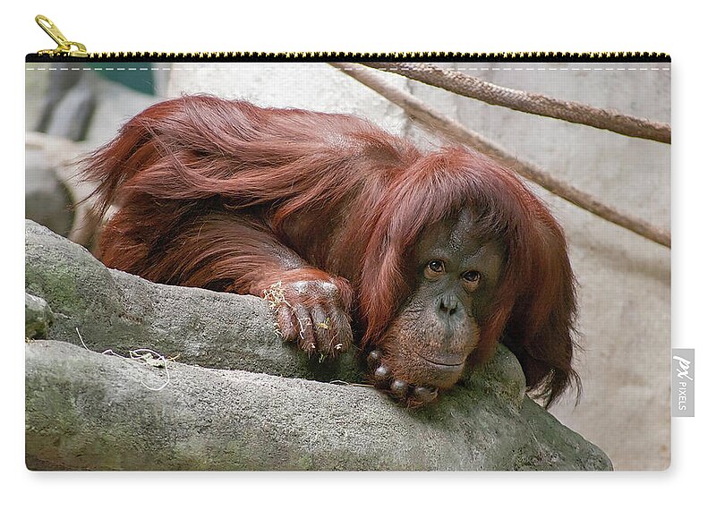 Photography Zip Pouch featuring the photograph Tolerating Patience by Kathleen Messmer
