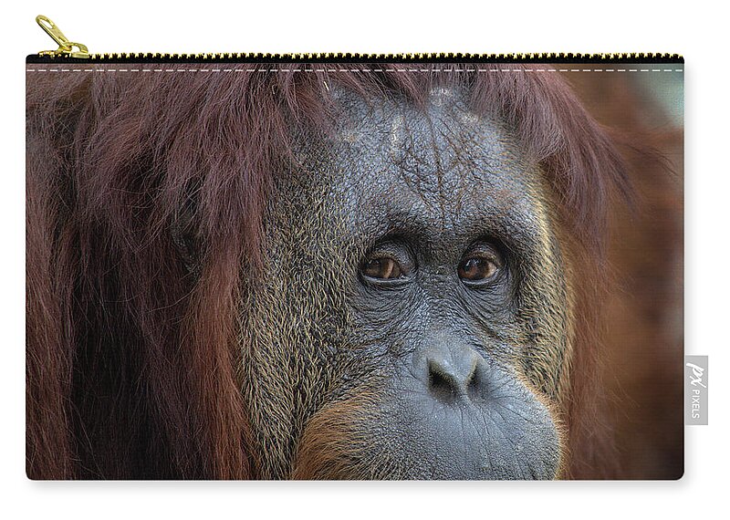 Monkey Zip Pouch featuring the photograph Toothpick by Jaime Mercado