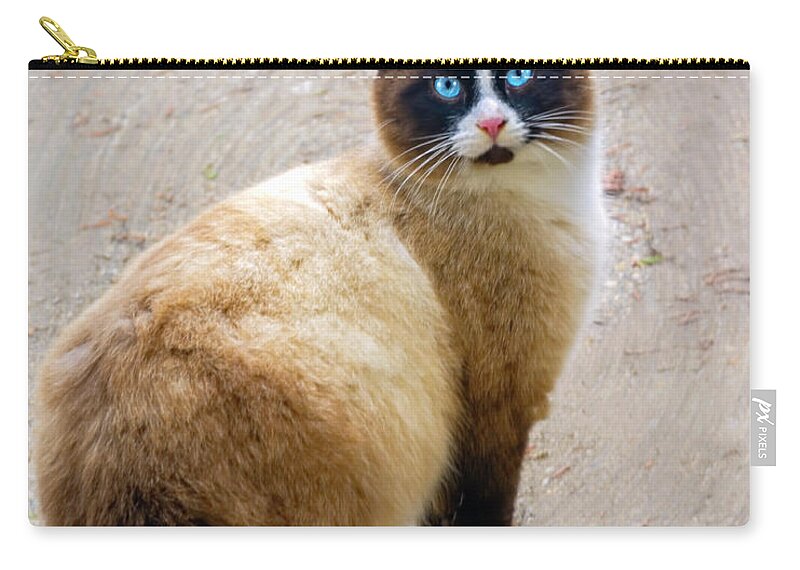 Watch Zip Pouch featuring the photograph Touch of Siamese by LeeAnn McLaneGoetz McLaneGoetzStudioLLCcom