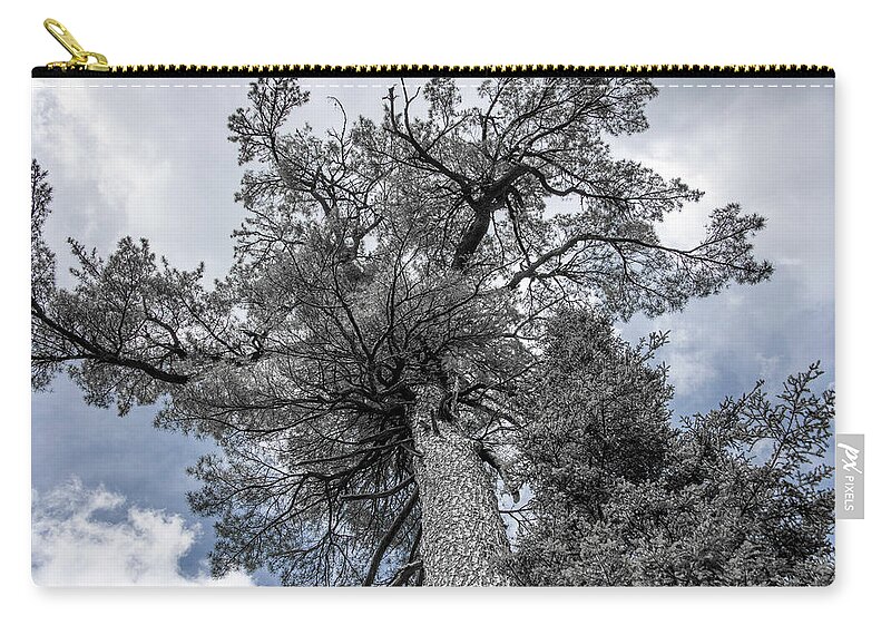 Tree Carry-all Pouch featuring the photograph Tree in Agawa Canyon by Kathy Paynter