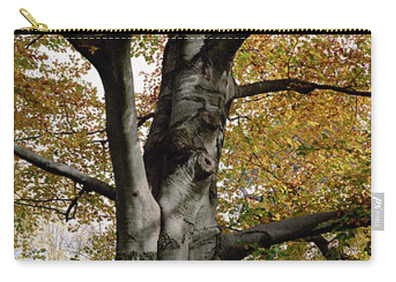 Mp Zip Pouch featuring the photograph Tree In The Black Forest, Germany by Konrad Wothe