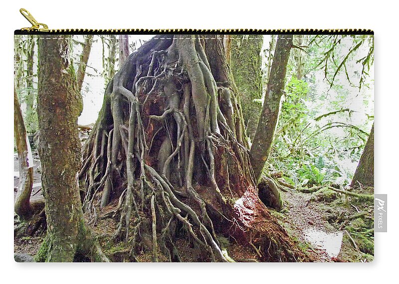 Tree Roots In Hoh Rain Forest In Olympic National Park Zip Pouch featuring the photograph Tree Roots in Hoh Rain Forest, Olympic National Park, Washington by Ruth Hager