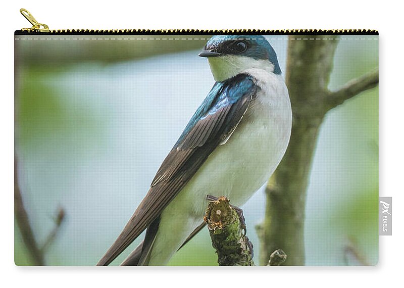 Bird Zip Pouch featuring the photograph Tree Swallow by Jody Partin