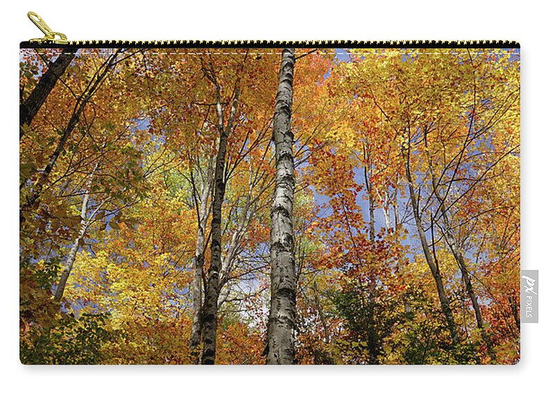 Trees Zip Pouch featuring the photograph Trees on the Lincoln Woods Trail by Nancy De Flon