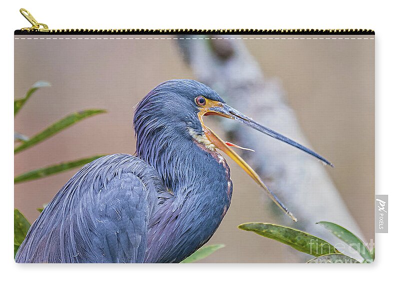 Nature Zip Pouch featuring the photograph Tricolored Heron Yawning UP CLOSE by DB Hayes