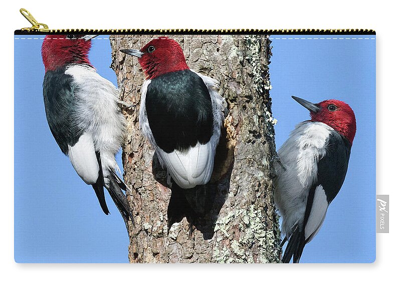 Red Headed Woodpecker Zip Pouch featuring the photograph Tripecka by Art Cole
