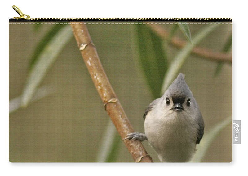Baeolophus Bicolour Zip Pouch featuring the photograph Having A Staring Contest by Phill Doherty