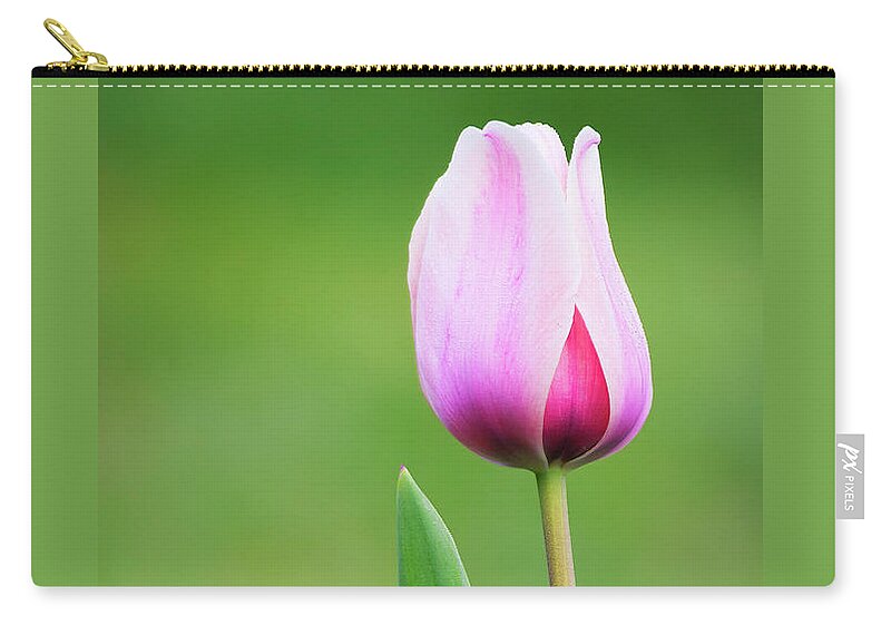 Tulip Zip Pouch featuring the photograph Tulip 2 by Ram Vasudev