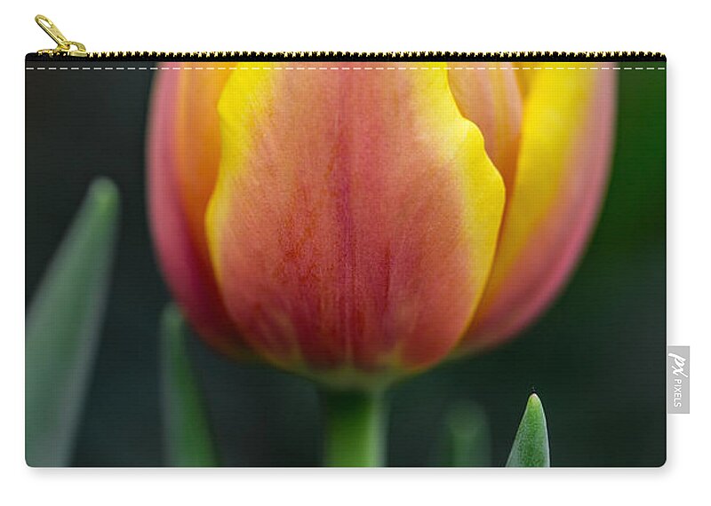 Tulip Zip Pouch featuring the photograph Tulip by Dale Kincaid