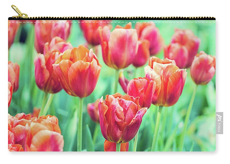 Amsterdam Zip Pouch featuring the photograph Tulips in Amsterdam by Melanie Alexandra Price