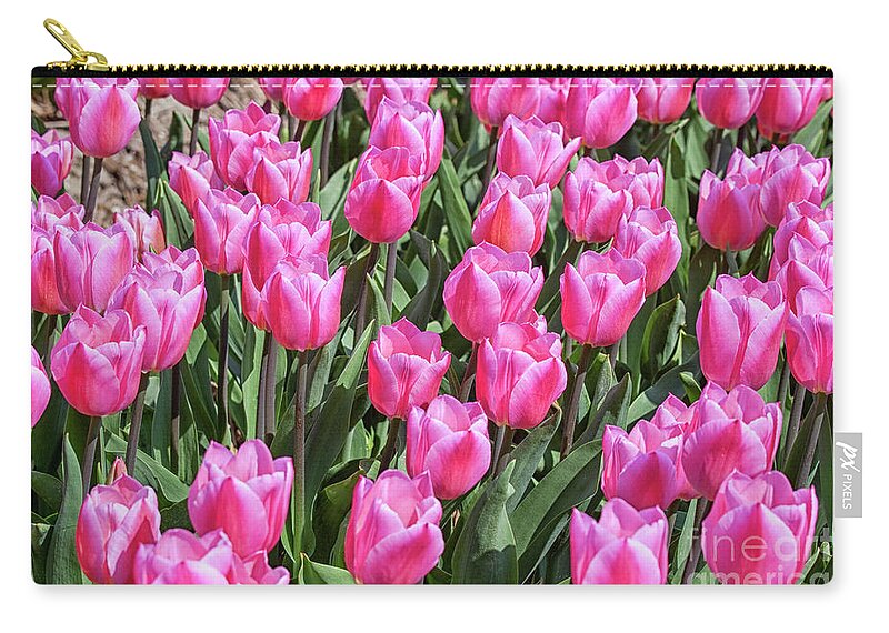 Tulips Zip Pouch featuring the photograph Tulips in pink color by Patricia Hofmeester