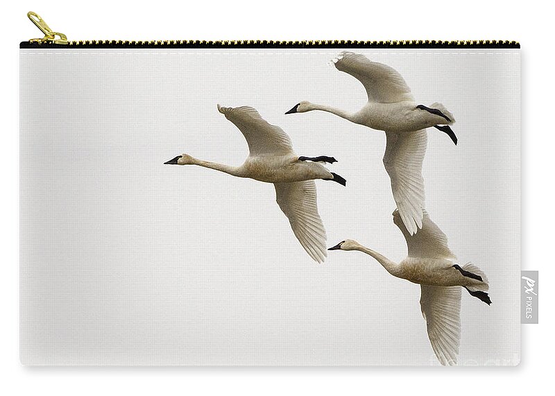 Swan Zip Pouch featuring the photograph Tundra Swans In Flight 1 by Bob Christopher