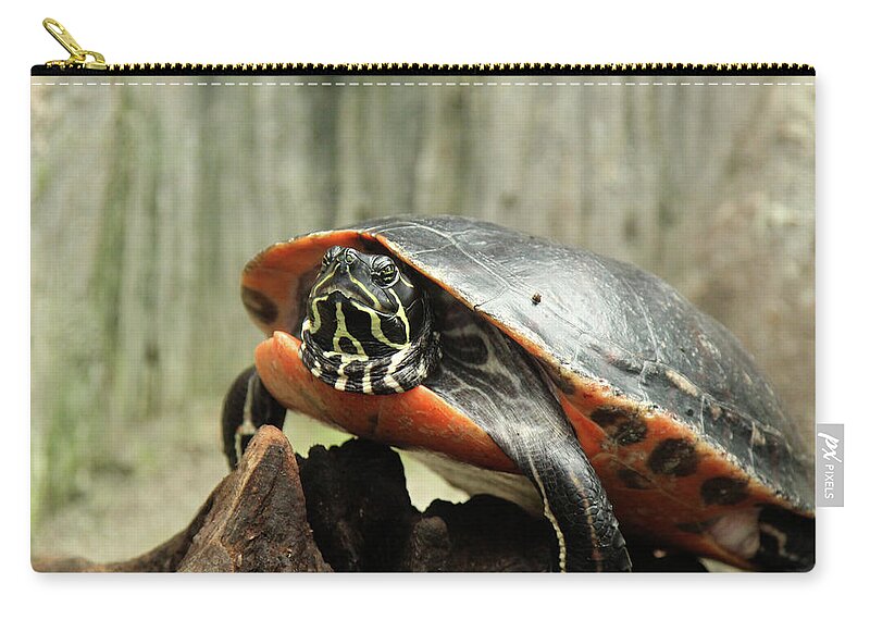 Turtle Zip Pouch featuring the photograph Turtle Neck by David Stasiak