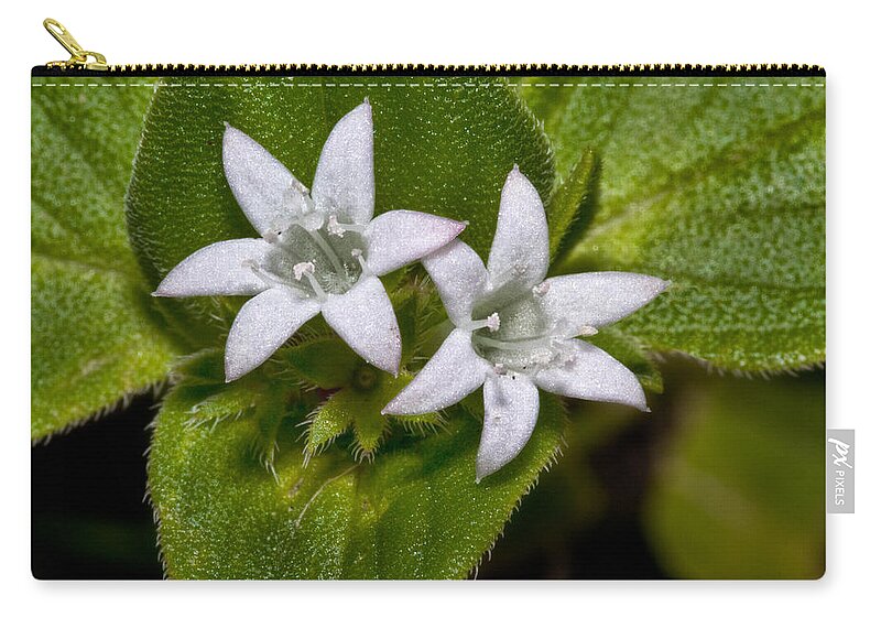 Flower Zip Pouch featuring the photograph Two Crowns by Christopher Holmes