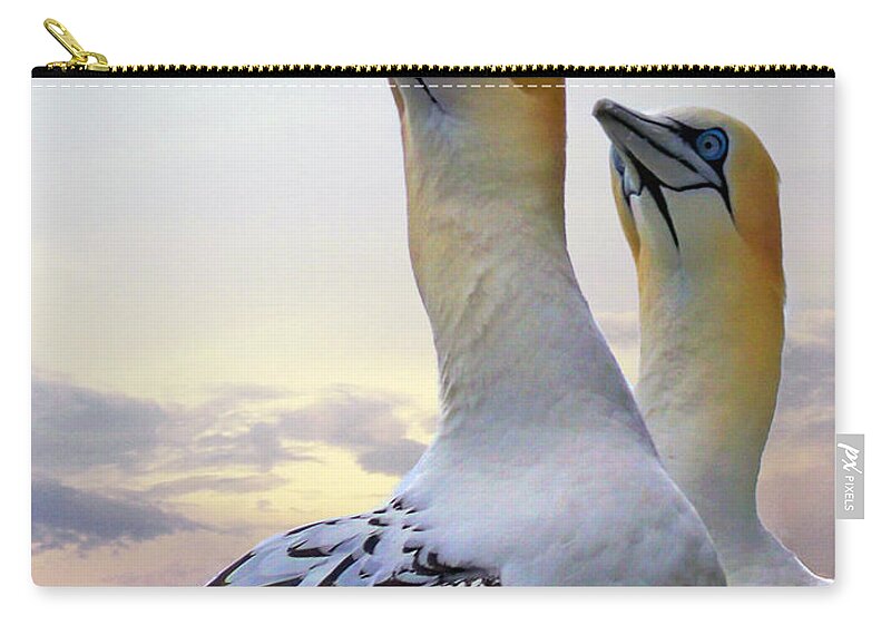 Gannets Zip Pouch featuring the photograph Two Gannets by Lynn Bolt