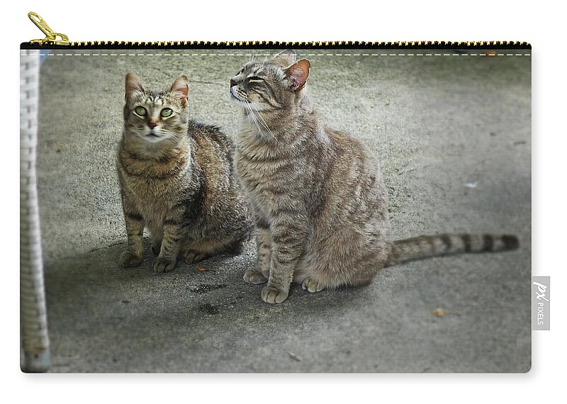 Cats Zip Pouch featuring the painting Two Tabby Cats by Charles Stuart