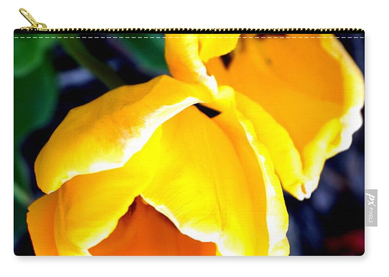 Tulip Zip Pouch featuring the photograph Two Yellow Tulips by Katy Hawk
