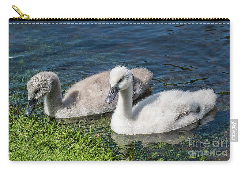 Cygnus Olor Carry-all Pouch featuring the photograph Two young cygnets of mute swan swimming in a lake by Amanda Mohler