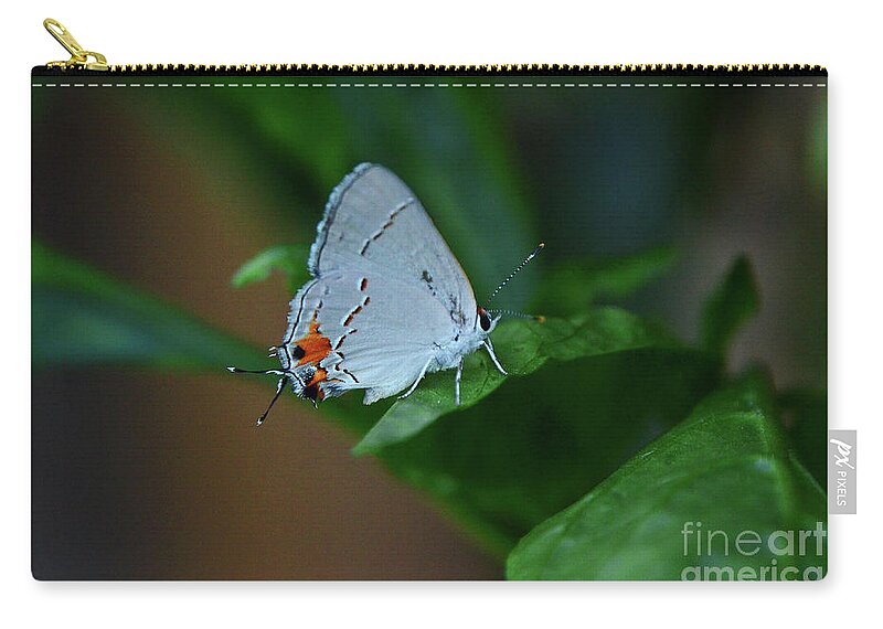 Butterfly Zip Pouch featuring the photograph Unusual Butterfly Grey Hairstreak Strymon melinus by Debby Pueschel