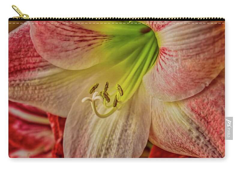 Amaryllis Zip Pouch featuring the photograph Up Close and Personal by Dave Bosse