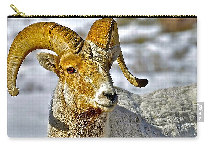 Bighorn Sheep Zip Pouch featuring the photograph Up Close But Not Personal by Don Mercer