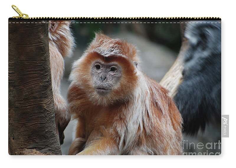 Langur Zip Pouch featuring the photograph Up Close with a Javan Langur Monkey by DejaVu Designs