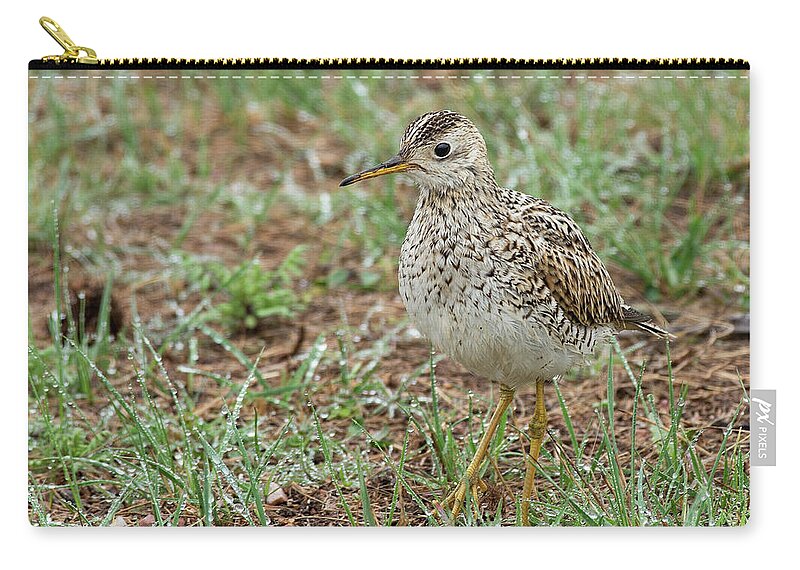 Upland Sandpiper Zip Pouch featuring the photograph Upland Sandpiper by Jim Zablotny