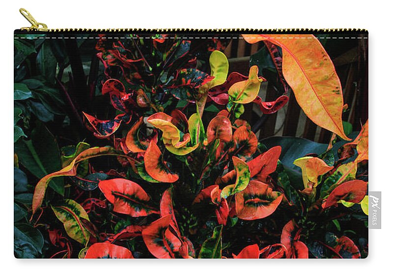 Bonnie Follett Zip Pouch featuring the photograph Variegated Croton Burst of Color by Bonnie Follett