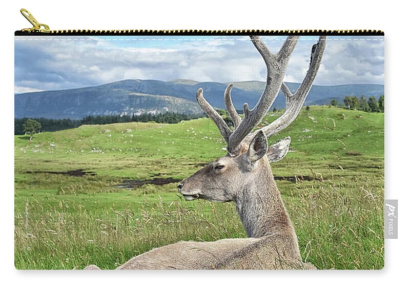  Zip Pouch featuring the photograph Velvet by Kuni Photography