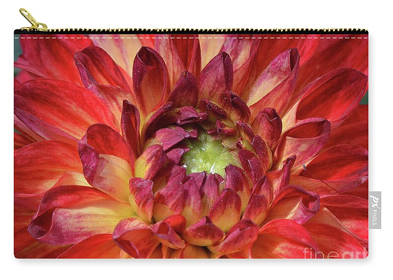 Dahlia Zip Pouch featuring the photograph Variegated Dahlia Beauty by Debby Pueschel