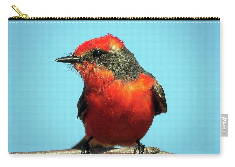 Nature Carry-all Pouch featuring the photograph Vermilion Flycatcher - Pyrocephalus Rubinus by DB Hayes