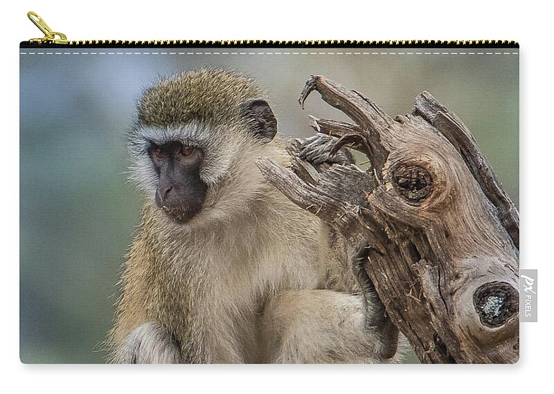 Monkey Zip Pouch featuring the photograph Vervet Monkey Just Watching by Janis Knight