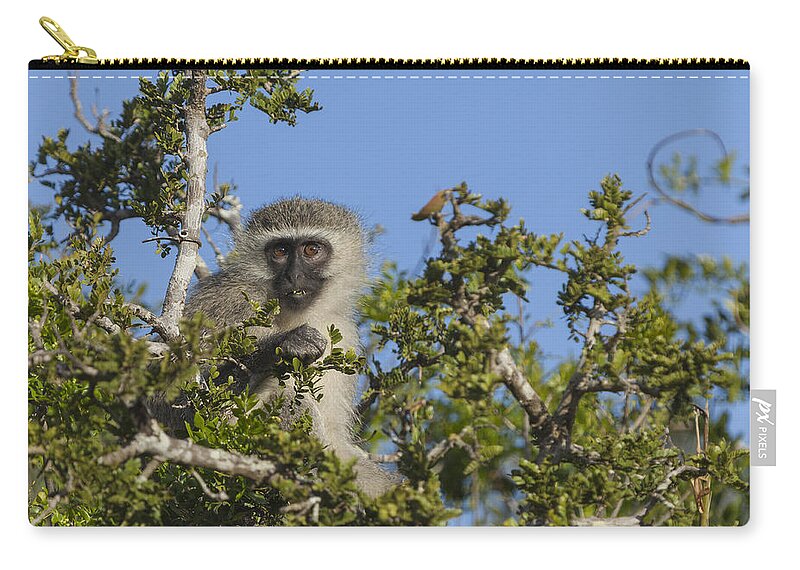 Vervet Zip Pouch featuring the photograph Vervet Monkey perched in a treetop by David Watkins