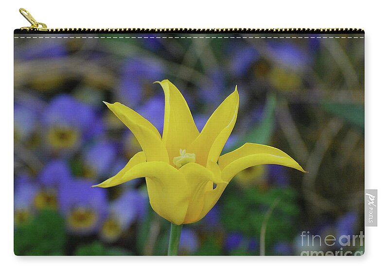Tulip Zip Pouch featuring the photograph Very Pretty Yellow Tulip with Spikey Petals by DejaVu Designs