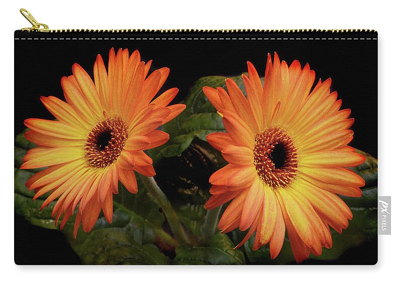 Gerbera Carry-all Pouch featuring the photograph Vibrant Gerbera Daisies by Terence Davis