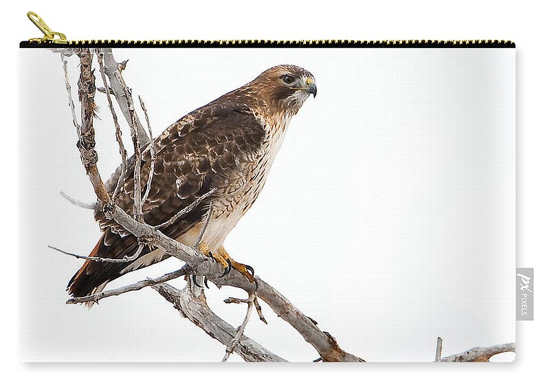 Red Tail Hawk Zip Pouch featuring the photograph Vigilant by Bon and Jim Fillpot
