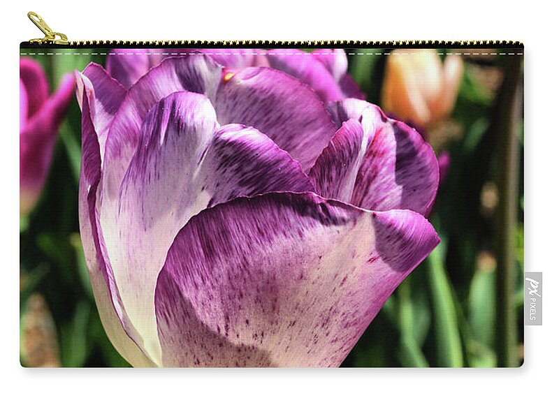 Tulips Zip Pouch featuring the photograph Violet Tulip by Cate Franklyn