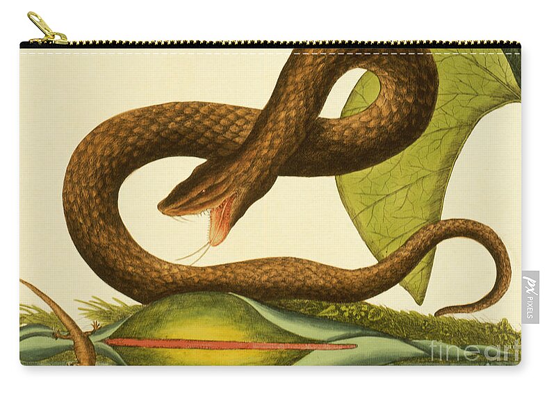 Snake Zip Pouch featuring the painting Viper Fusca by Mark Catesby