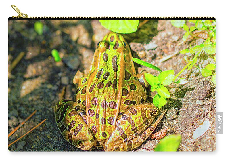 Garden Frog Zip Pouch featuring the photograph Waiting for lunch by Nancy Dunivin