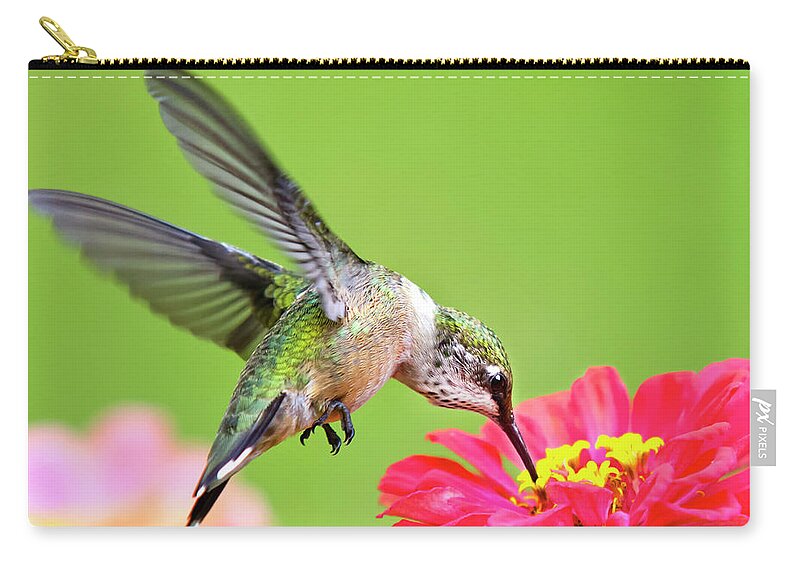 Hummingbird Zip Pouch featuring the photograph Waiting in the Wings Hummingbird Square by Christina Rollo