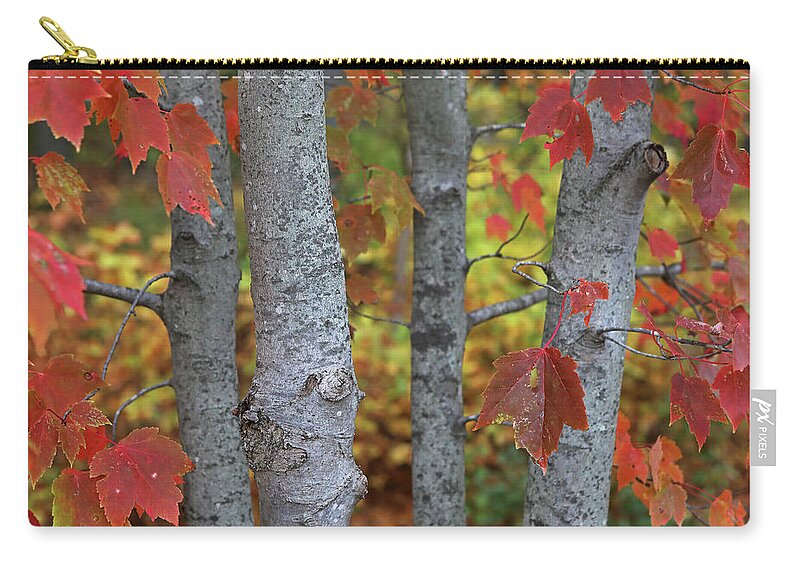 Wellesley College Zip Pouch featuring the photograph Walk in Nature by Juergen Roth