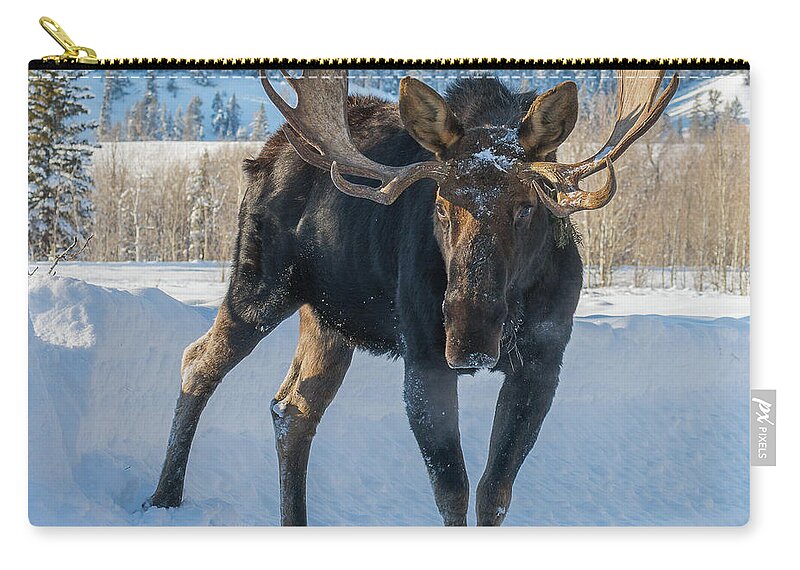 Moose Zip Pouch featuring the photograph Walkin' The Road by Yeates Photography