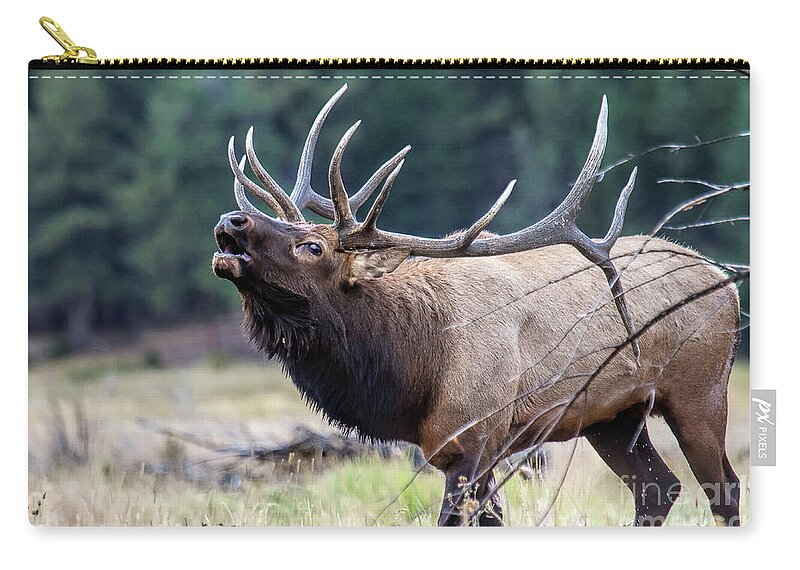 Elk Zip Pouch featuring the photograph Walking the Runway by Jim Garrison