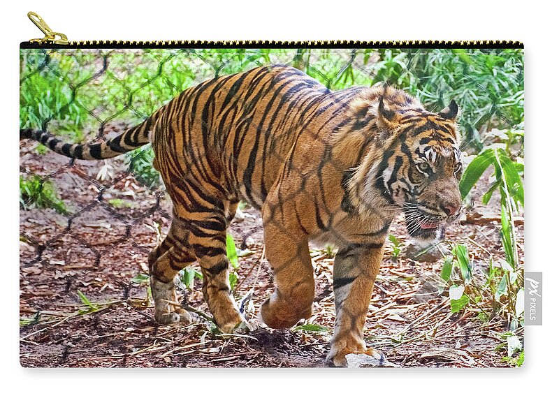 Walking Tiger At San Diego Zoo Safari Park Near Escondido Zip Pouch featuring the photograph Walking Tiger at San Diego Zoo Safari Park near Escondidio, California  by Ruth Hager