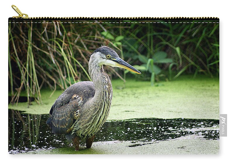 Nature Zip Pouch featuring the photograph Wary Blue Heron by Cameron Wood