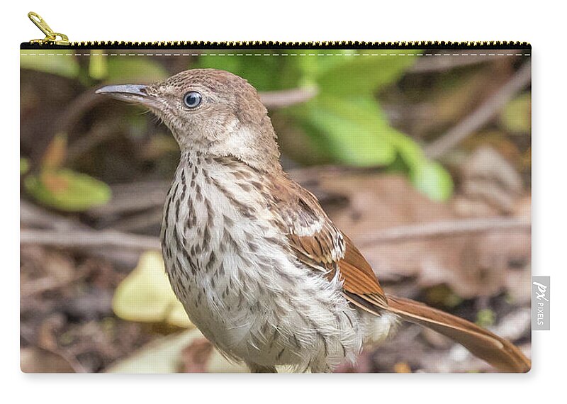Watchful, Juvenile Brown Thrasher, Toxostoma rufum Carry-all Pouch by  Christy Cox - Fine Art America